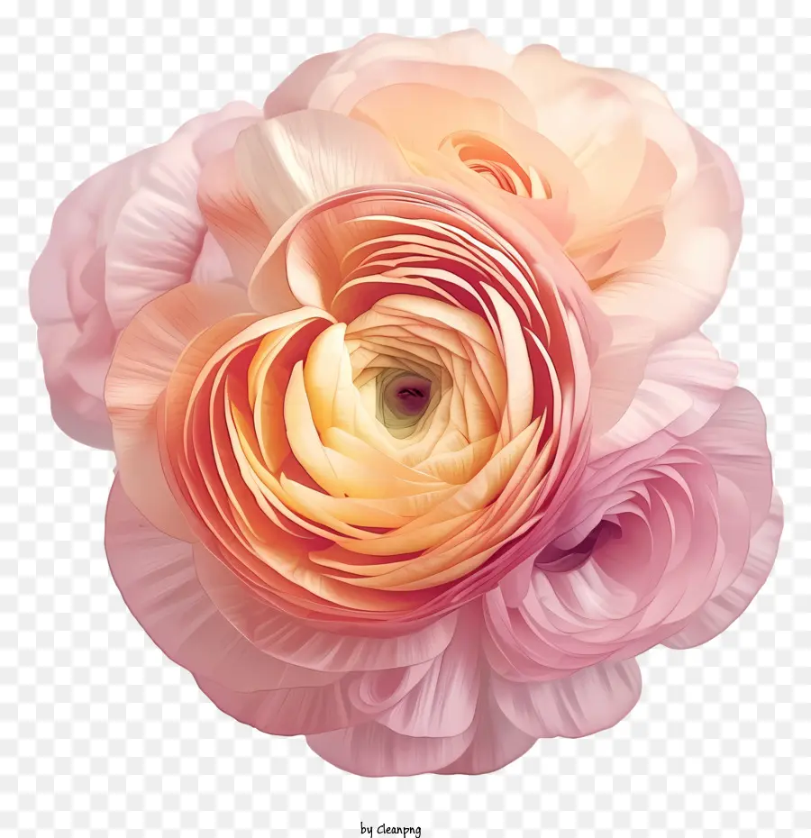 Élégant Conception De Vecteur De Fleur De Fleur De Ranunculus，Rose PNG