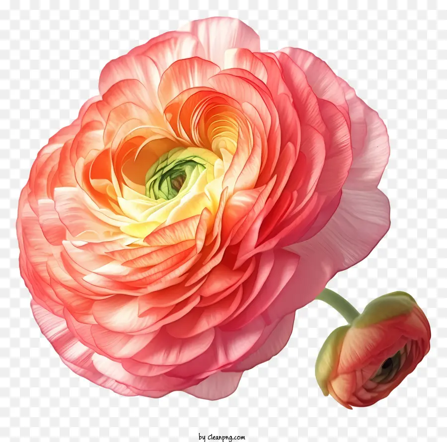 Fleur De Renoncule，Fleur Rose PNG