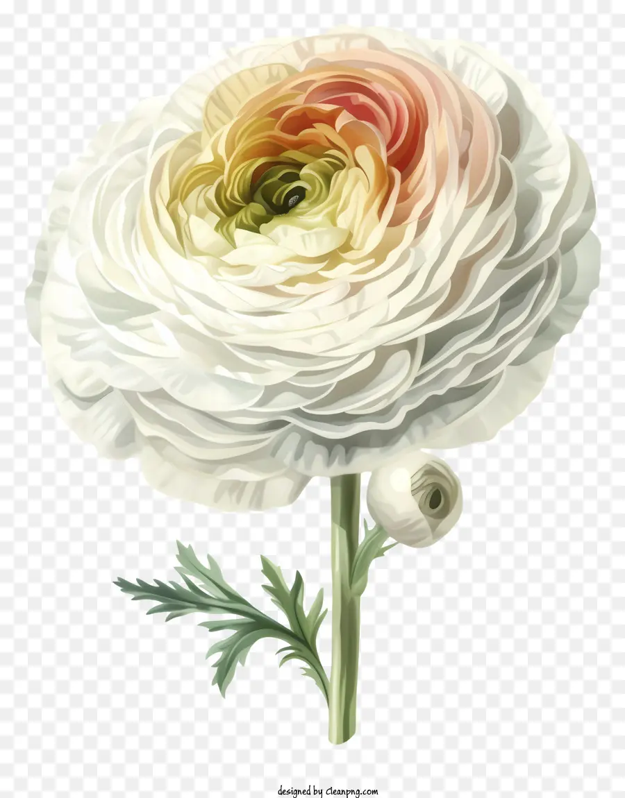 Icône De Fleur De Ranunculus élégante，Rose Blanche PNG