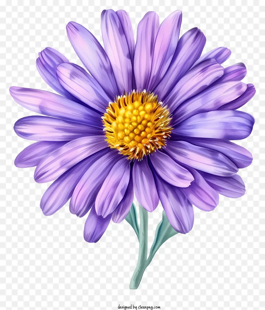 Fleur D'astre élégante，Aster Violet PNG