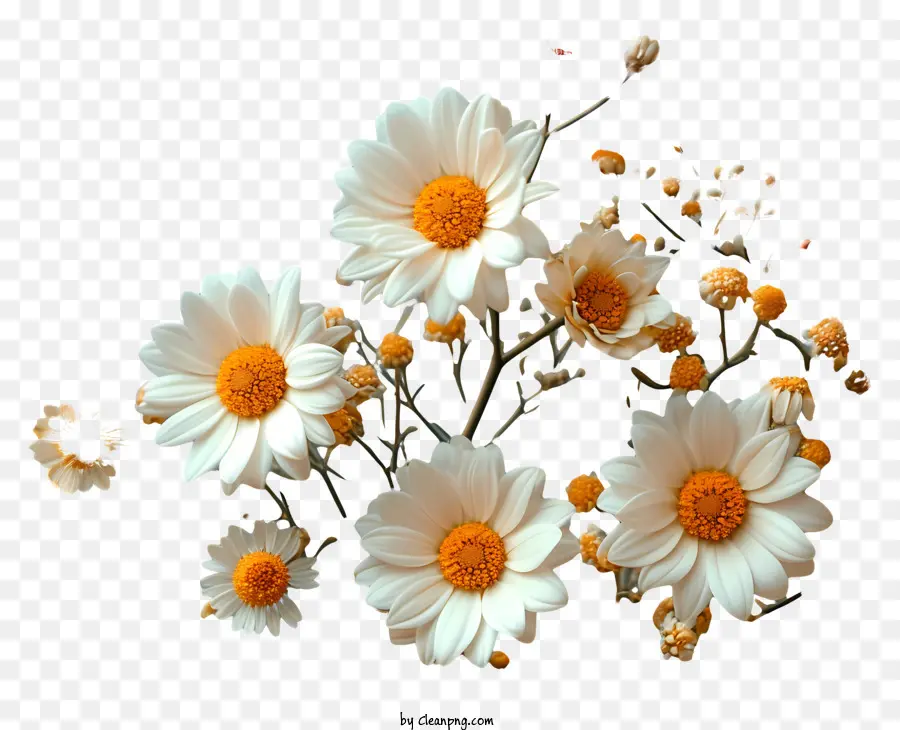 Contexte Du Motif Floral，Marguerites PNG