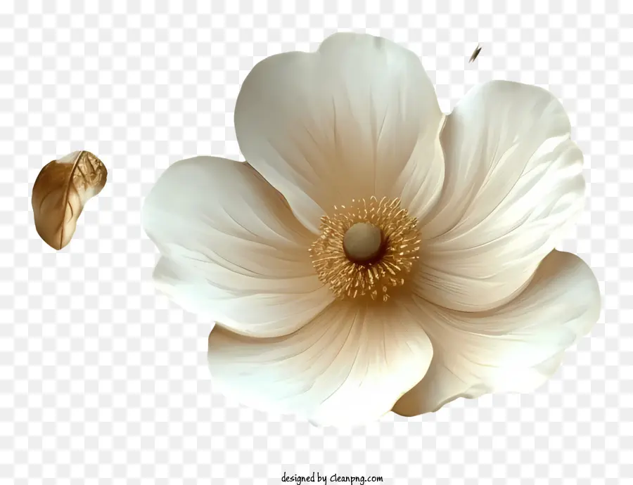 Contexte Du Motif Floral，Fleur Blanche PNG