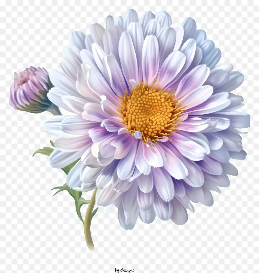 élégant Vecteur De Fleur D'aster 3d，Fleur Blanche PNG