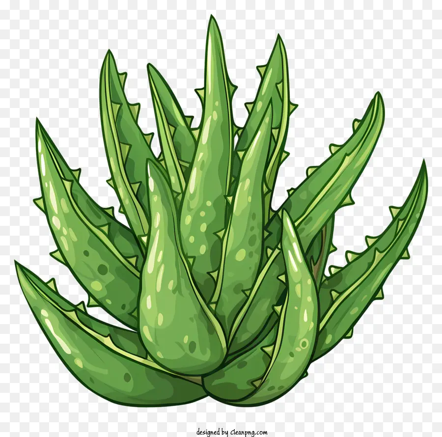 Feuille D'aloe Vera，Plante Succulente PNG