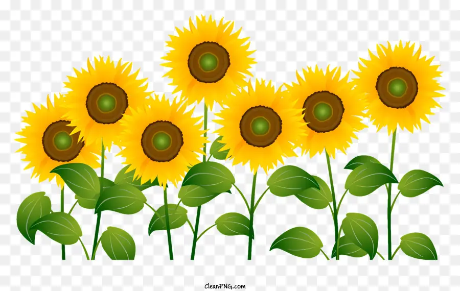 Tournesol，Tournesols PNG