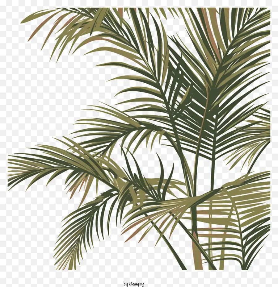 Des Branches De Palmier，Palmier PNG