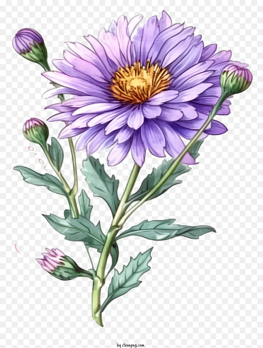 Fleur D'aster élégante Dessinée à La Main，Marguerite PNG