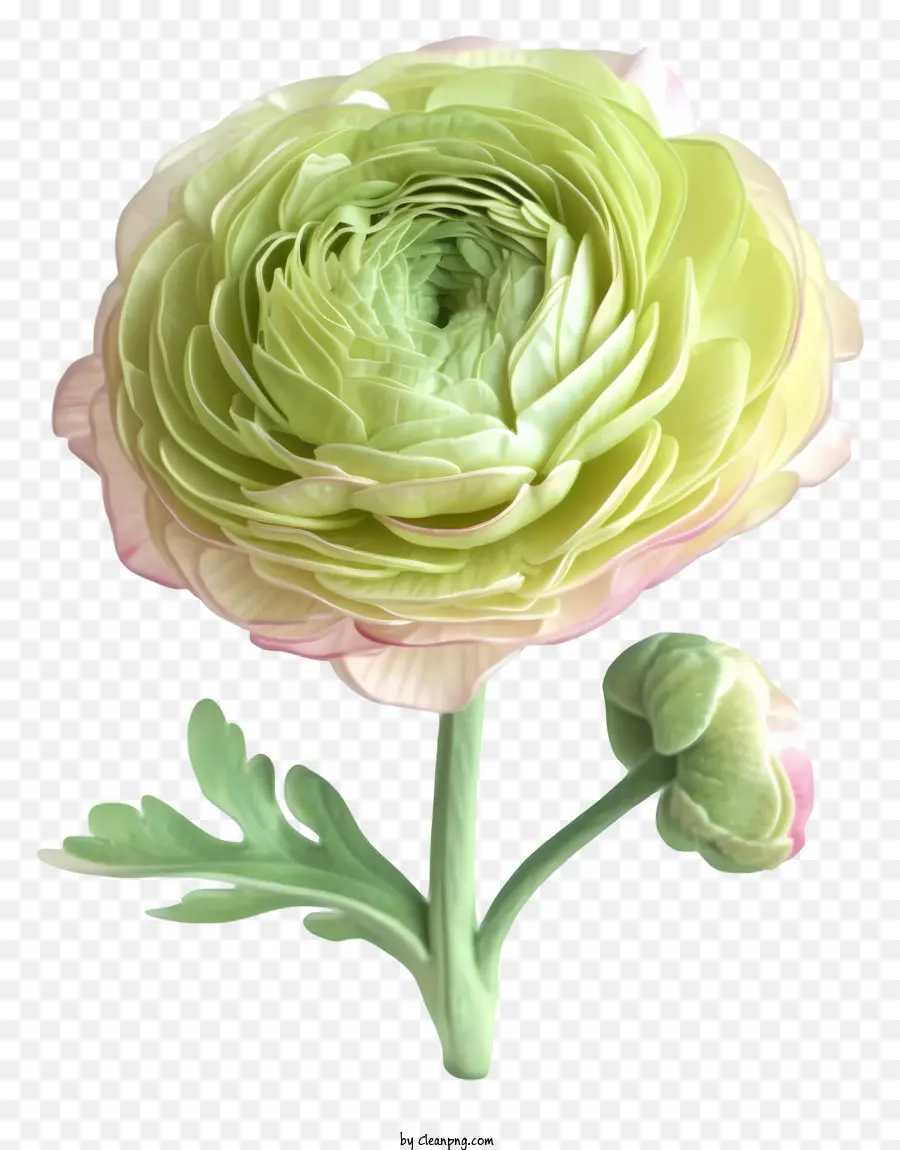 Fleur De Ranunculus élégant Plat，Ranoncule Rose PNG