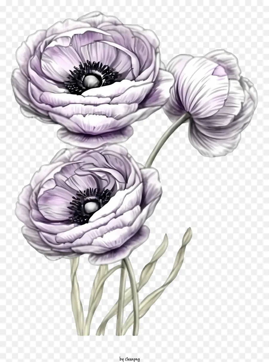 Élégant Conception De Vecteur De Fleur De Fleur De Ranunculus，Bouquet PNG