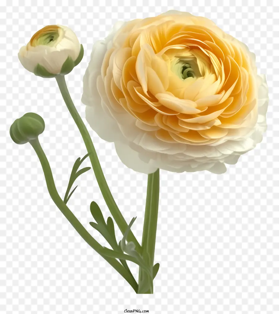Elegant Ranunculus Flower Vector 3d，Fleur PNG