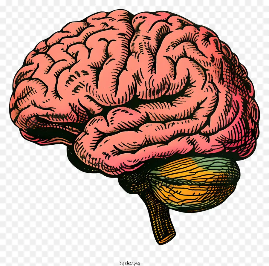 Cerveau Esprit，Cerveau PNG