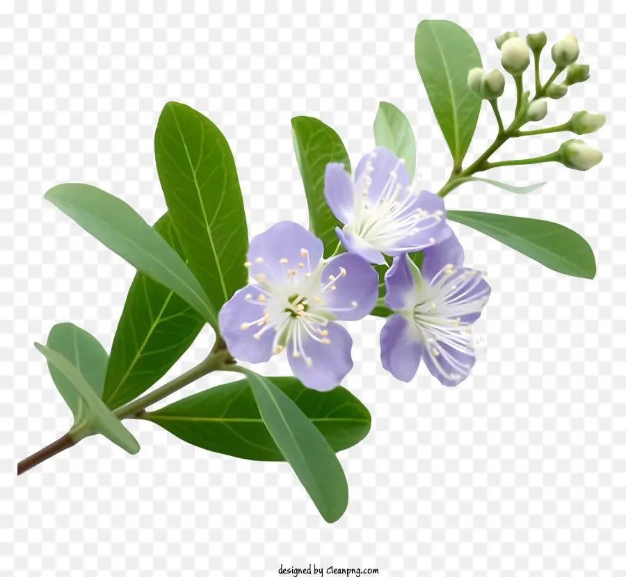 élégante Fleur De Myrte，Fleurs Violettes PNG