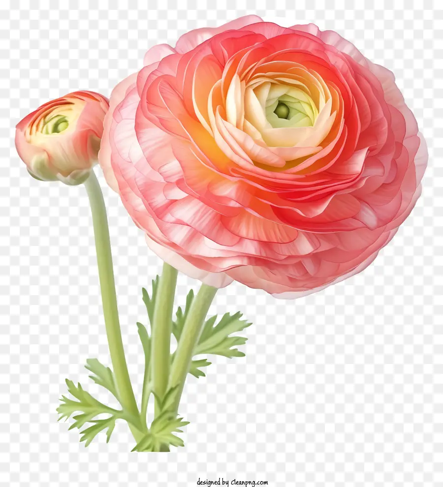 Fleur De Ranunculus，Fleur PNG