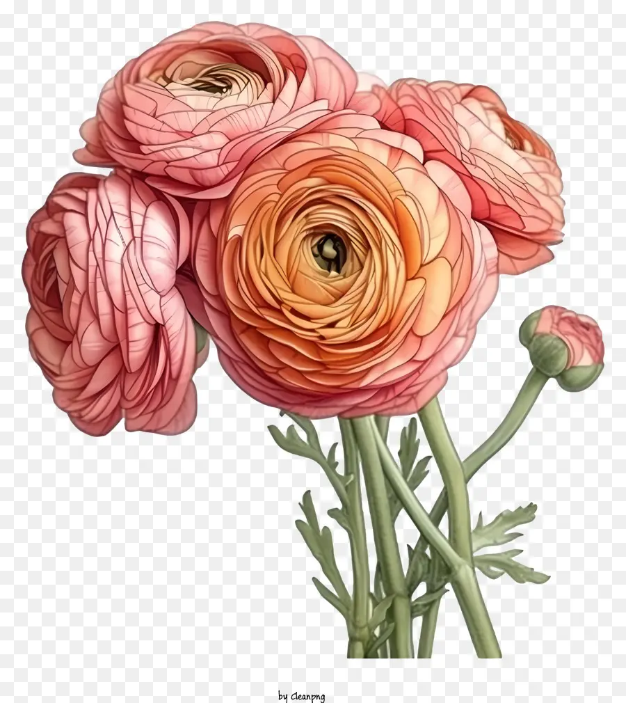 Fleur De Ranunculus élégante Dessinée à La Main，Bouquet PNG