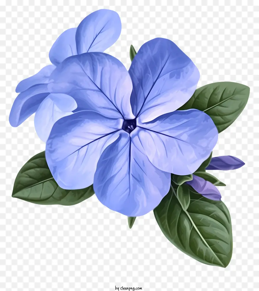 Élégant Conception De Vecteur De Fleur De Perwinkle，Fleur Bleue PNG