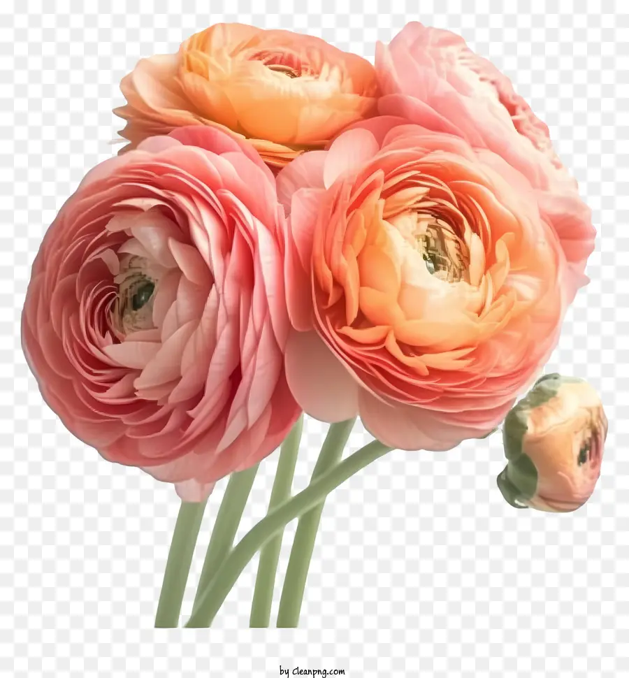 Fleur De Ranunculus élégante Réaliste，Les Roses Roses PNG