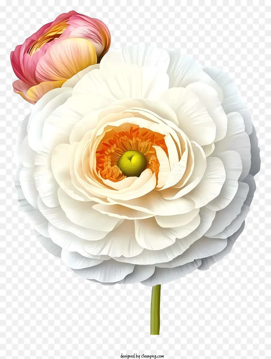 Icône De Fleur De Ranunculus élégante，Fleur Blanche PNG