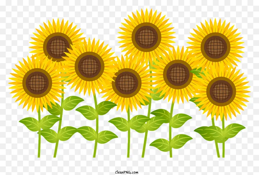 Tournesol，Tournesols PNG