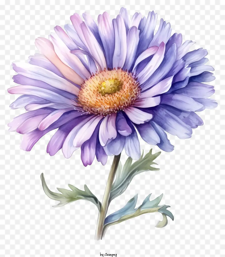 Aquarelle Fleur D'aster élégante，Violet Chrysanthème PNG