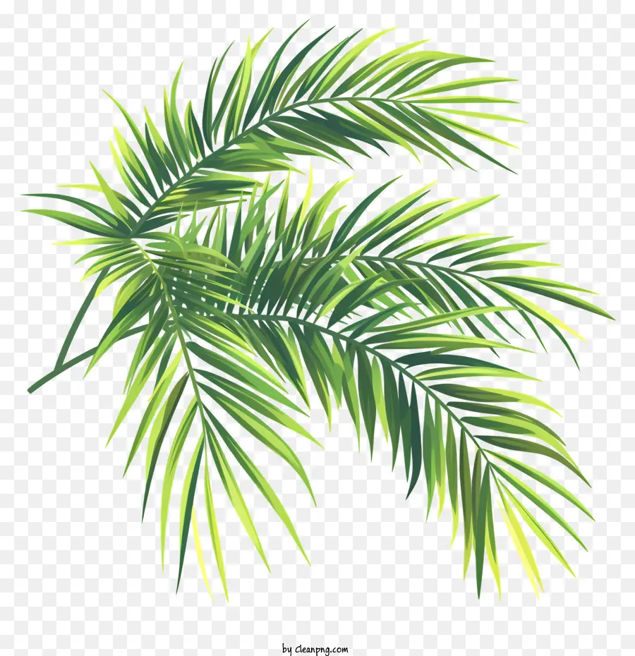 Des Branches De Palmier，Palm Feuille D'arbre PNG