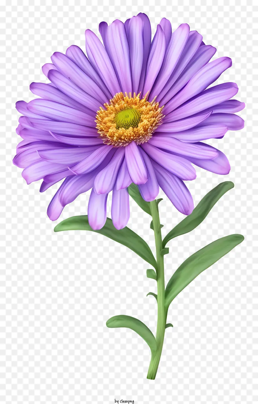 Fleur D'astre élégante，Fleur Pourpre PNG