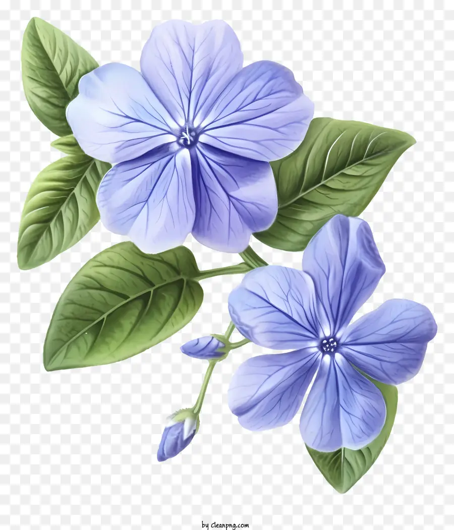 Illustrations Détaillées，Fleurs PNG