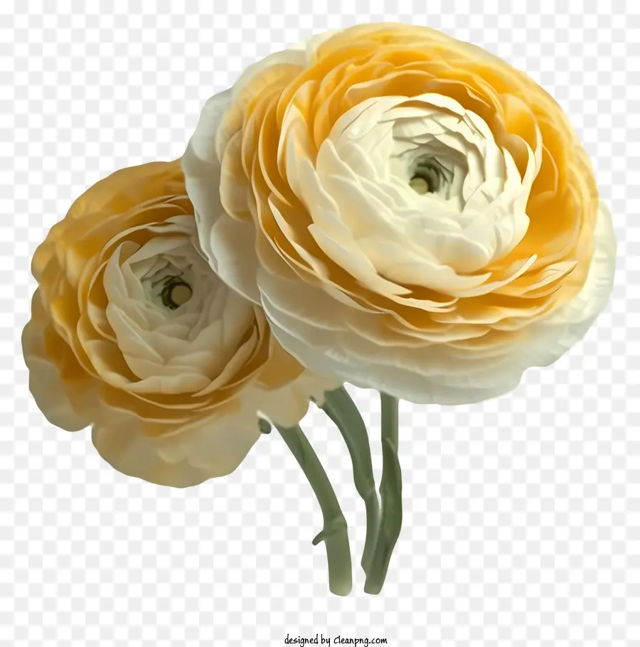 Elegant Ranunculus Flower Vector 3d，Fleurs PNG
