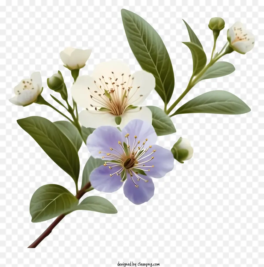 Fleur De Myrte élégante，Fleur Blanche PNG