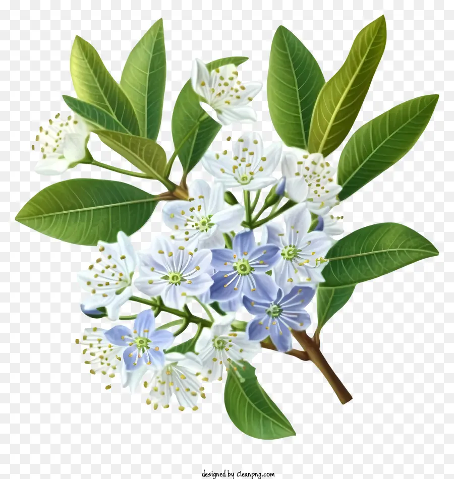 élégante Fleur De Myrte，Fleurs Blanches PNG