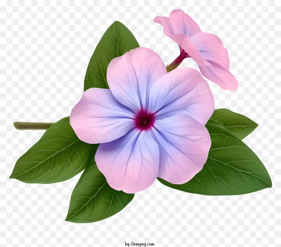 Fleur De Périwinkle Plate élégante，Fleurs Sauvages PNG