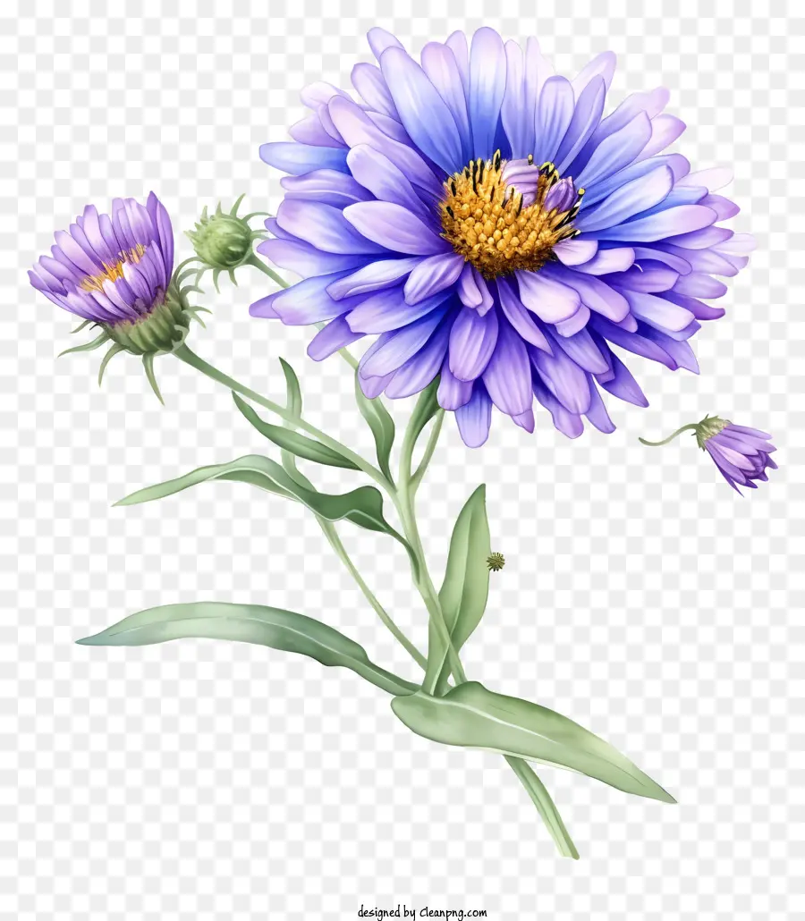 Fleur D'aster élégante Réaliste，Fleur Bleue PNG