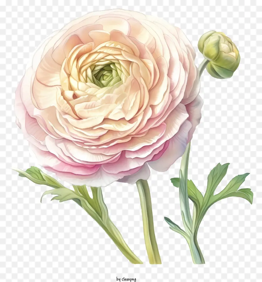 Fleur De Renoncule élégante Aquarelle，Fleur Rose PNG