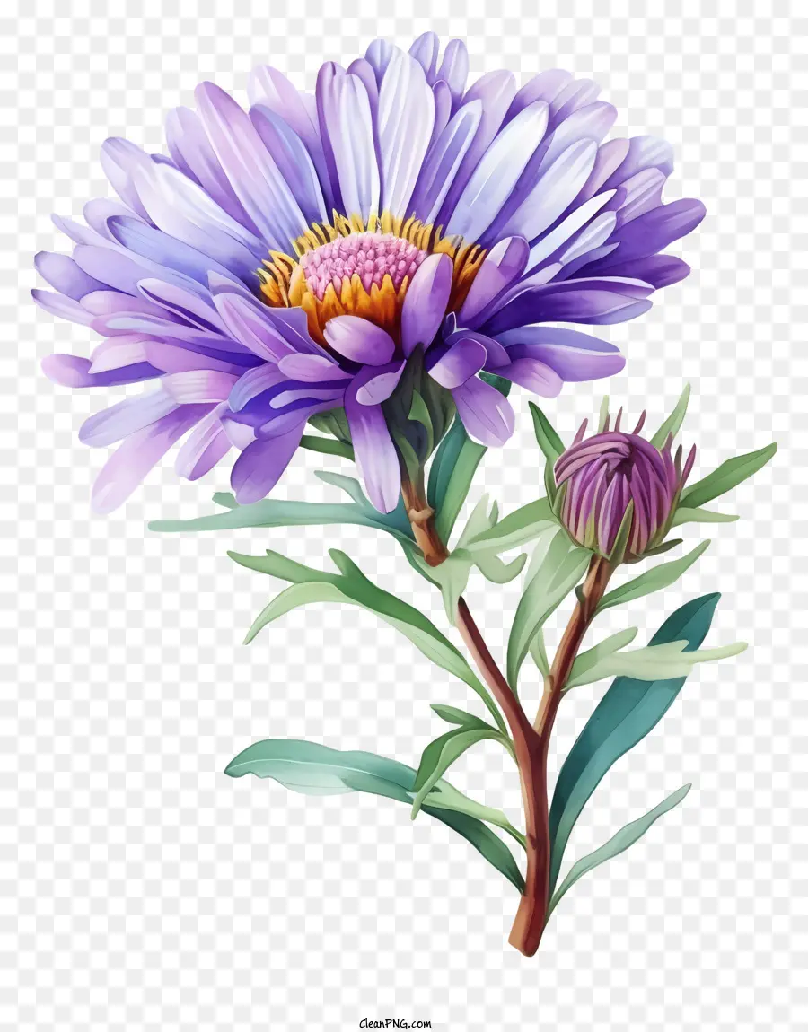 Aquarelle Fleur D'aster élégante，Fleur PNG