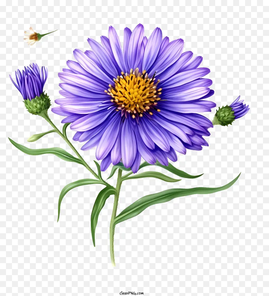 Fleur D'aster élégante Et Réaliste，Fleur Violette PNG