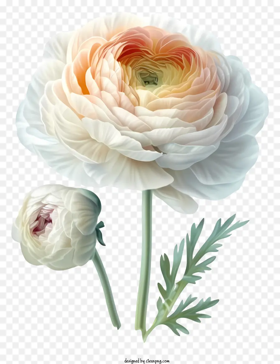 Fleur De Ranunculus élégante Réaliste，Fleur Blanche PNG