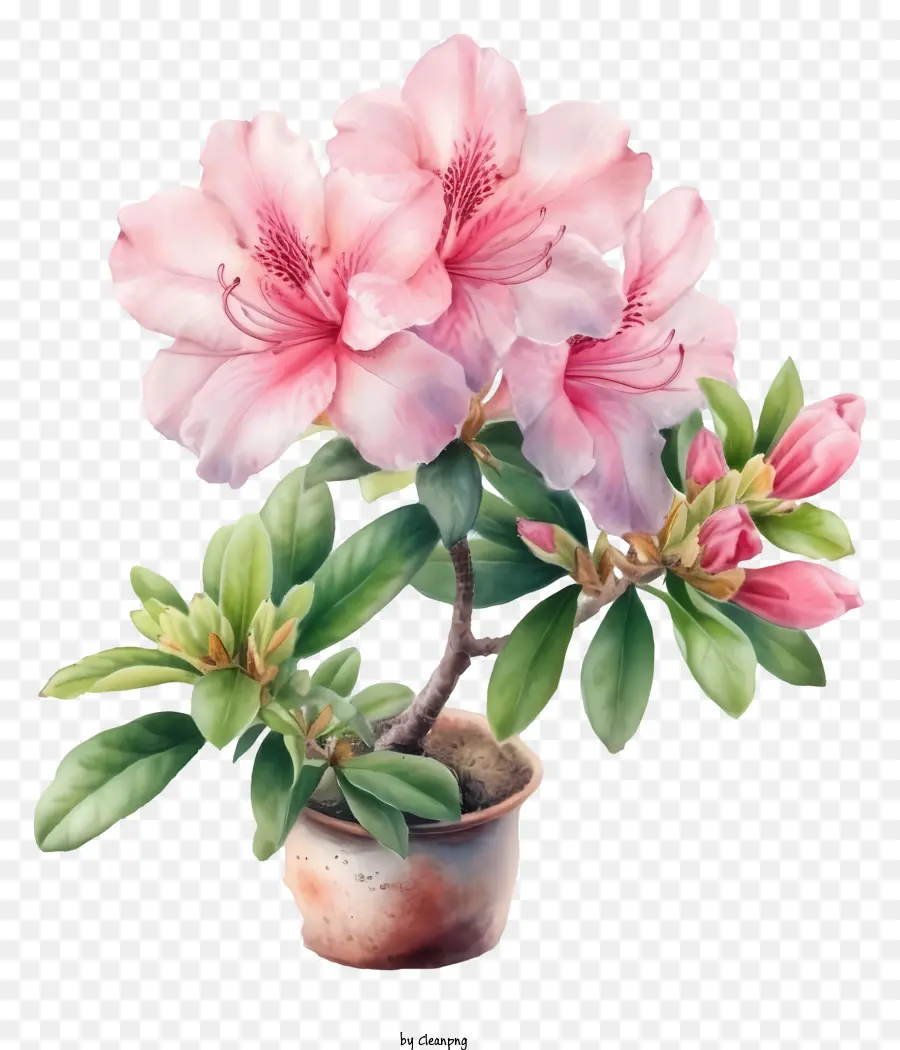 Illustrations Détaillées，Fleur élégante De L'azalea PNG