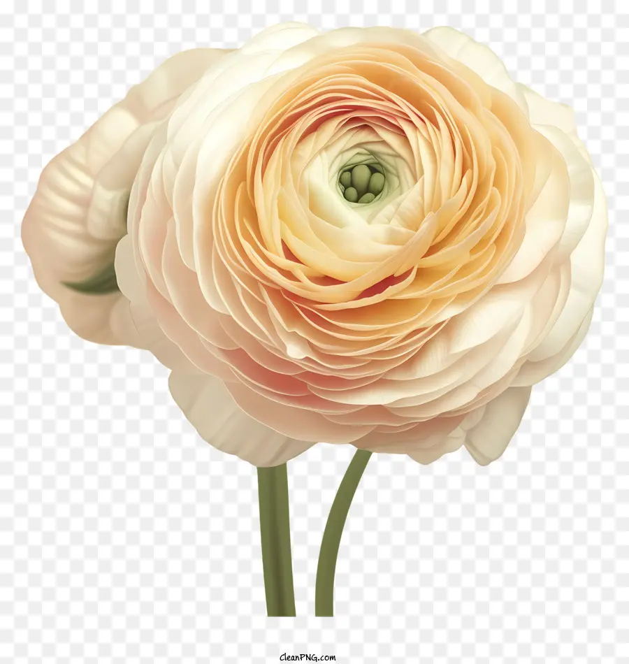 Dans Le Style De L'illustration Romantique，Fleur De Ranunculus élégante PNG