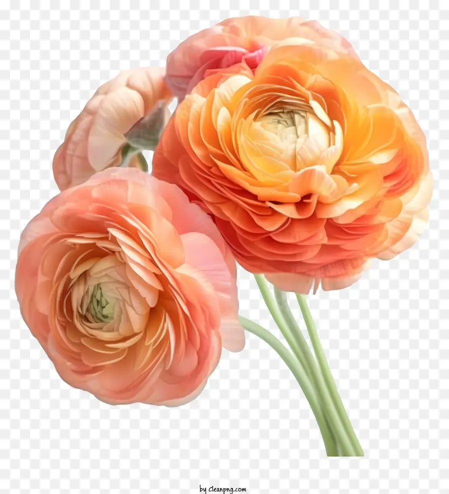 Fleur De Ranunculus élégante Réaliste，Oeillet Fleurs PNG