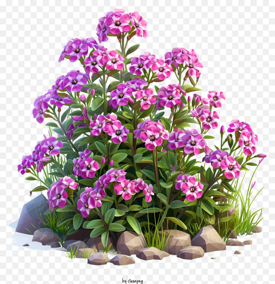 Fleur De Phlox，Plante PNG