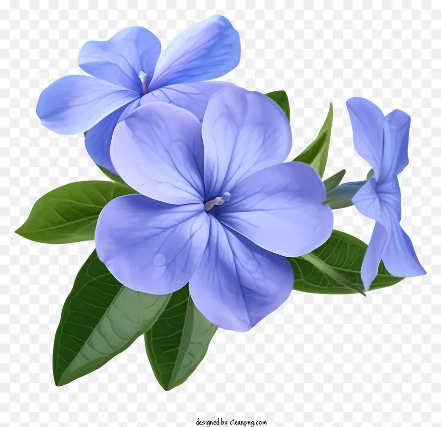 Élégant Conception De Vecteur De Fleur De Fleur De Perwinkle，Fleur Bleue PNG