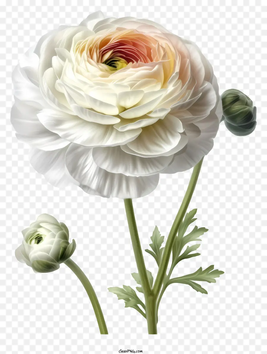 Fleur De Ranunculus élégante Réaliste，Fleur Blanche PNG