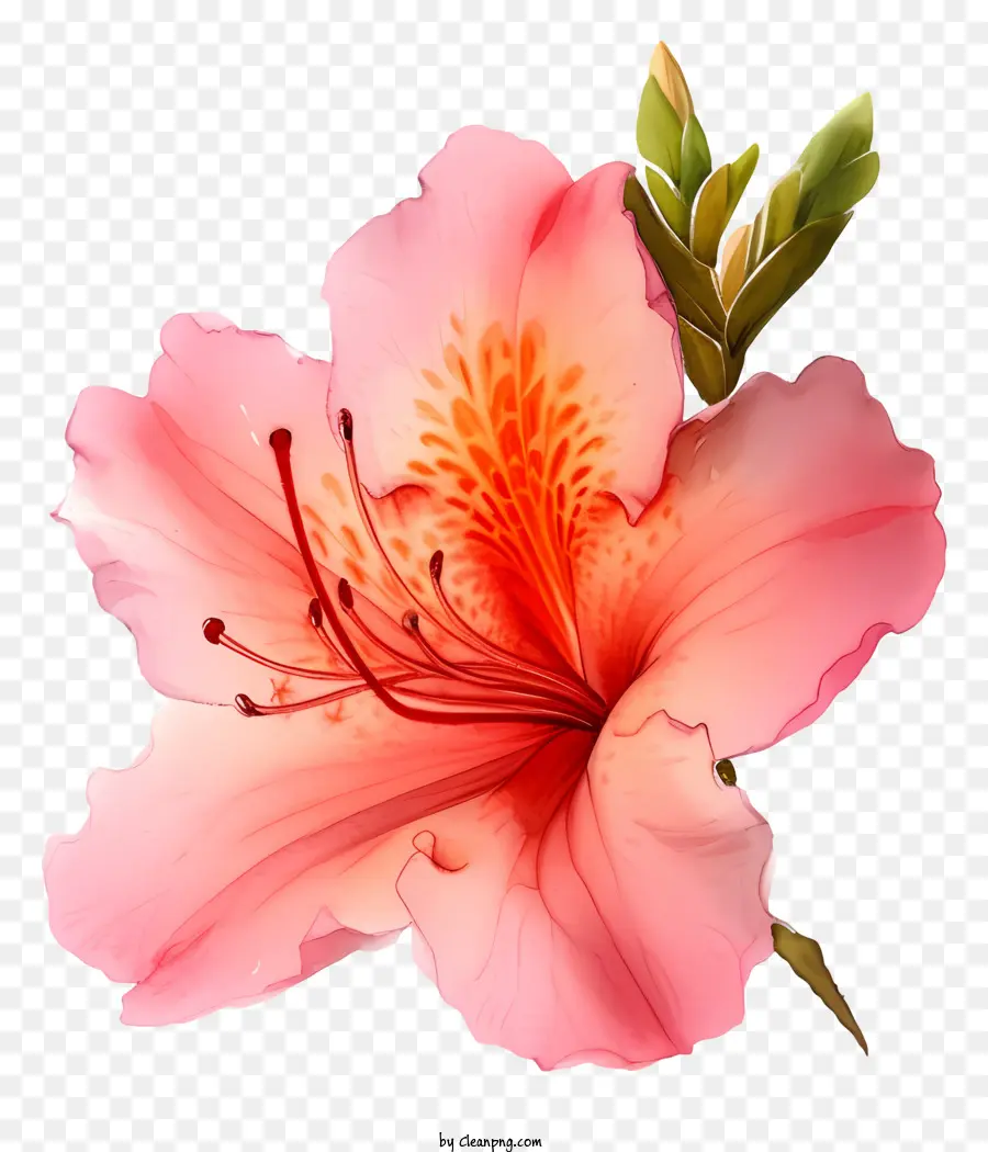 Aquarelle élégante Fleur D'azalea，Fleur Rose PNG