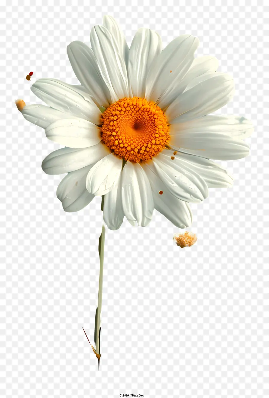 Contexte Du Motif Floral，Daisy Blanche PNG