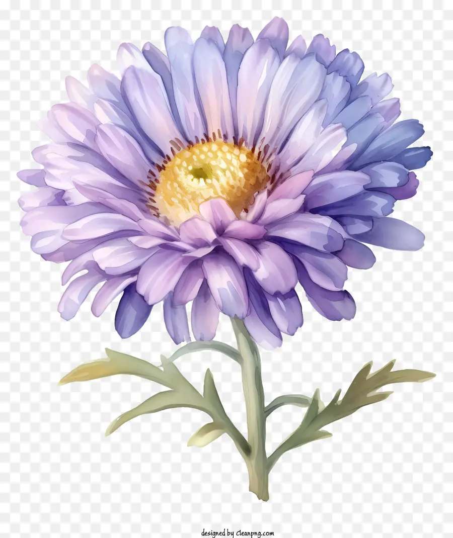 Aquarelle Fleur D'aster élégante，Illustration Aquarelle PNG