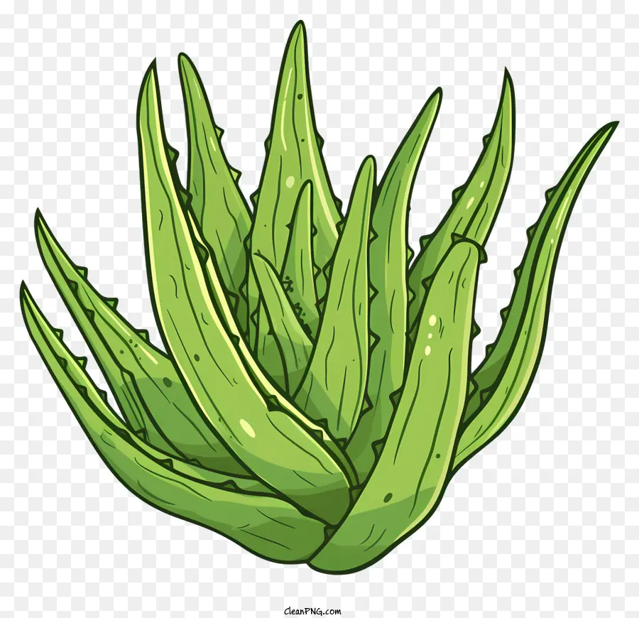 Feuille D'aloe Vera，Aloé Véra PNG