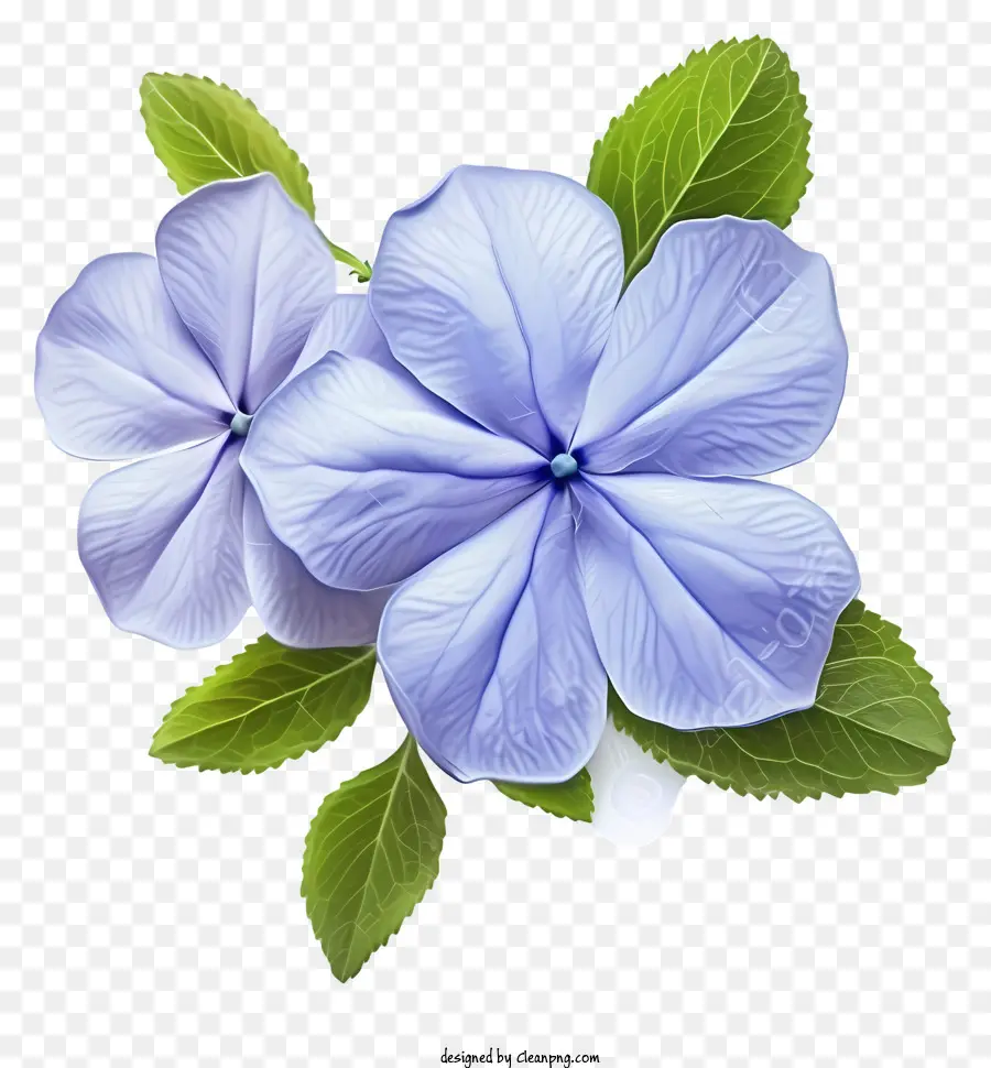 Fleur De Périwinkle élégante，Fleur Bleue PNG