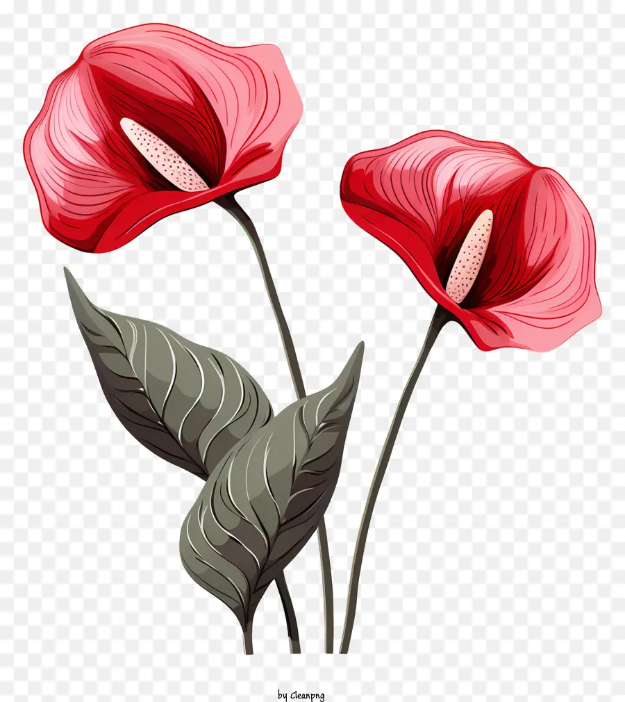 Fleurs D'anthurium，Fleur Rouge PNG