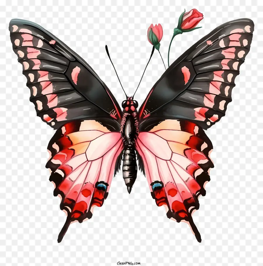 Illustrations Détaillées，Papillon élégant PNG