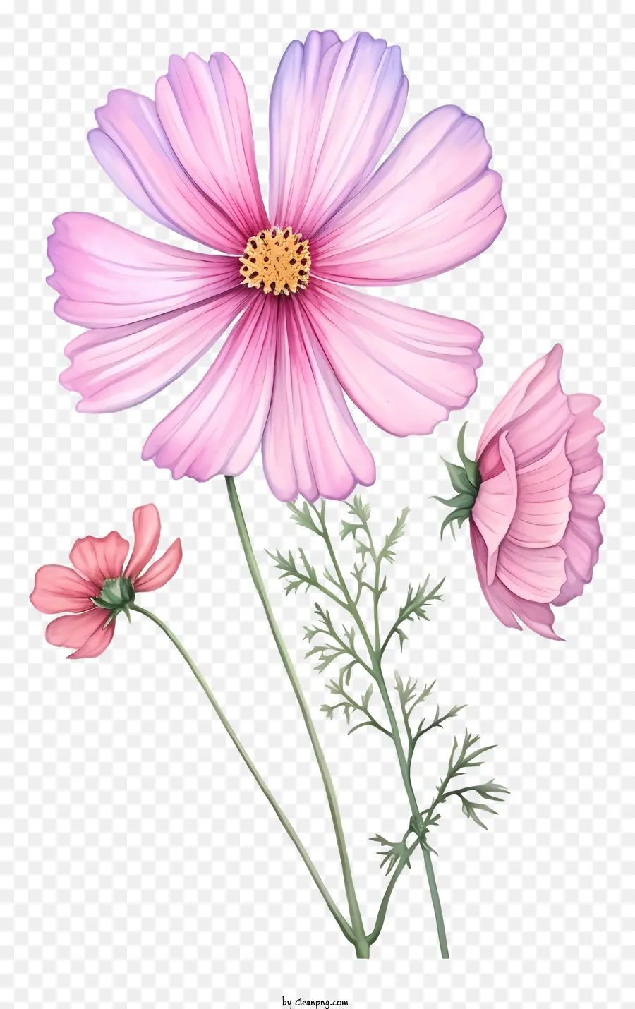 Fleur De Périwinkle élégante，Fleurs PNG