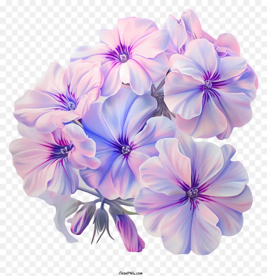 Parterre De Fleurs Phlox，Fleurs Roses PNG